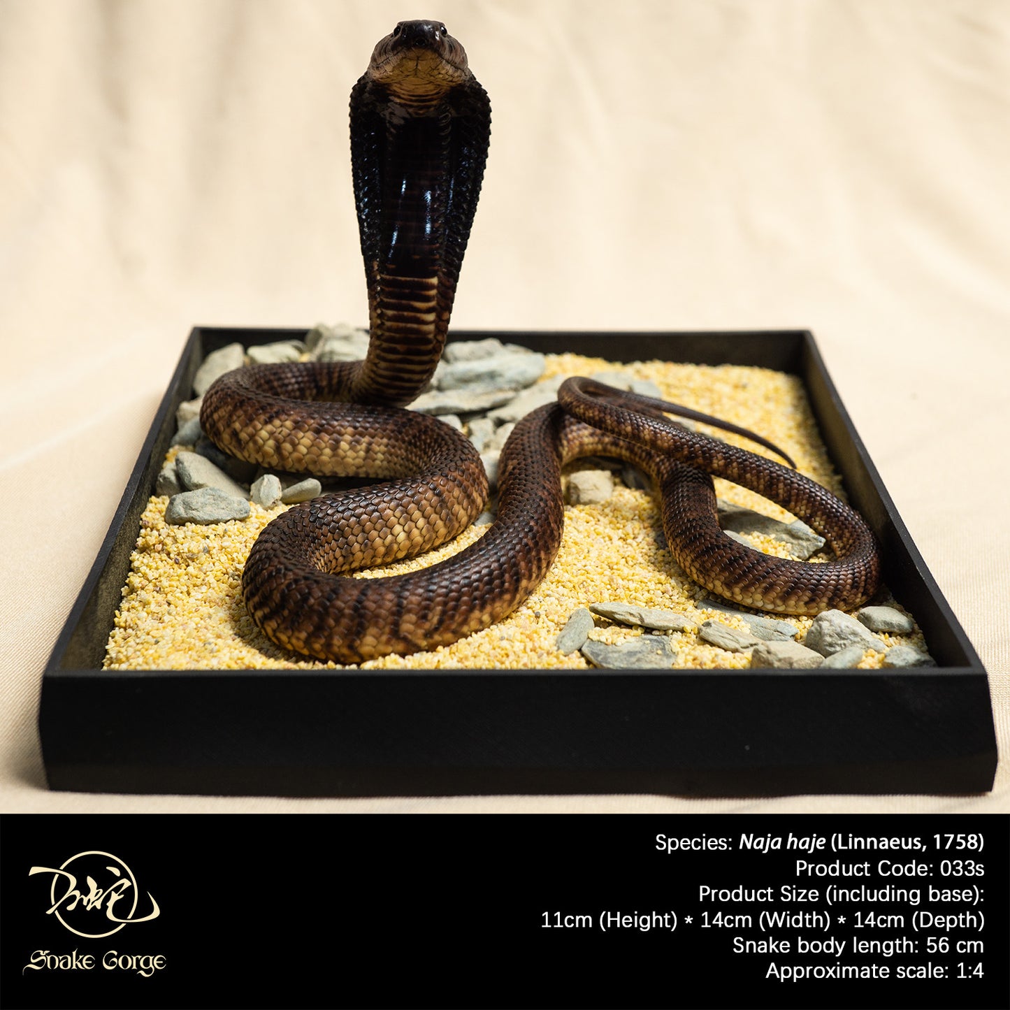 Egyptian cobra/ Naja haje Resin Model