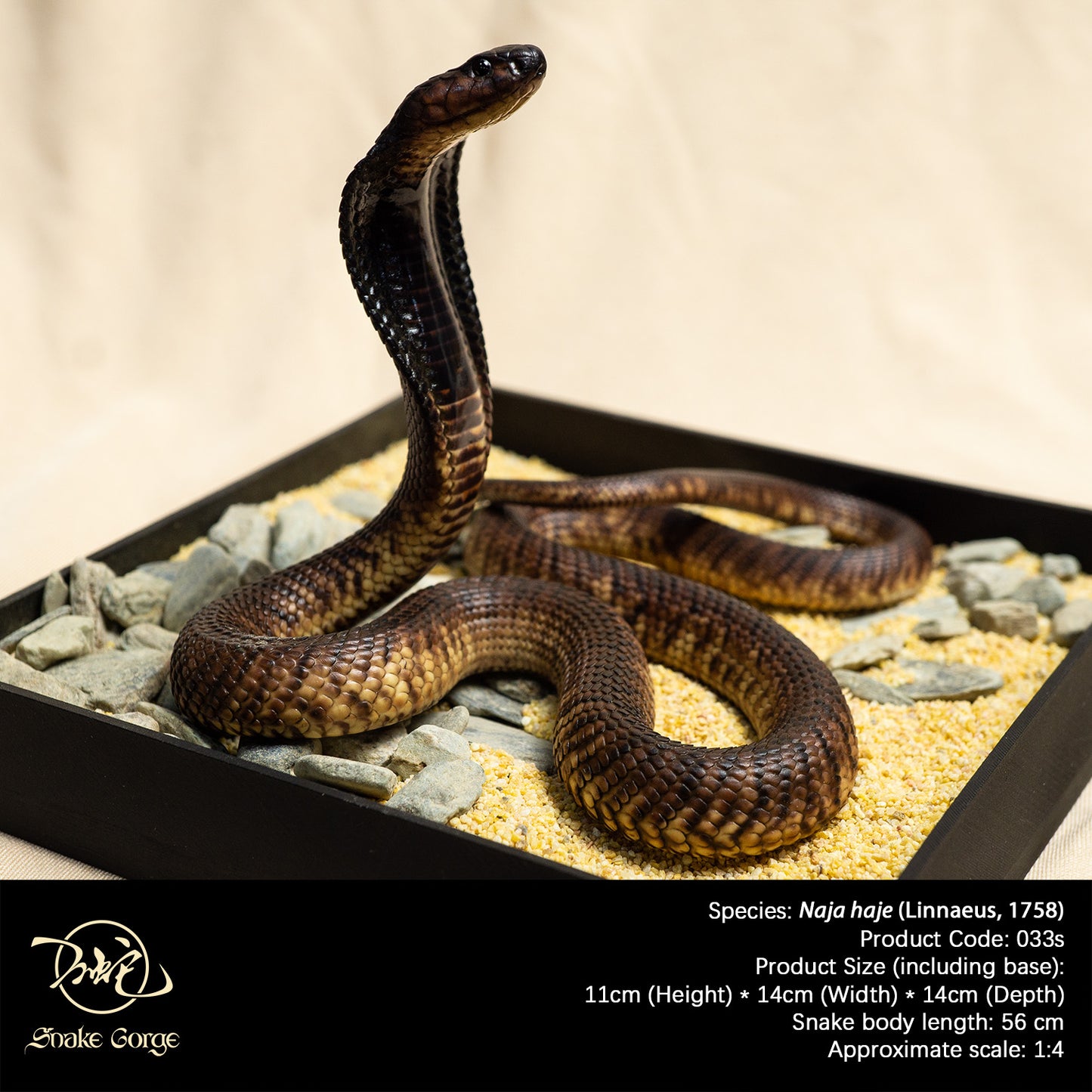 Egyptian cobra/ Naja haje Resin Model