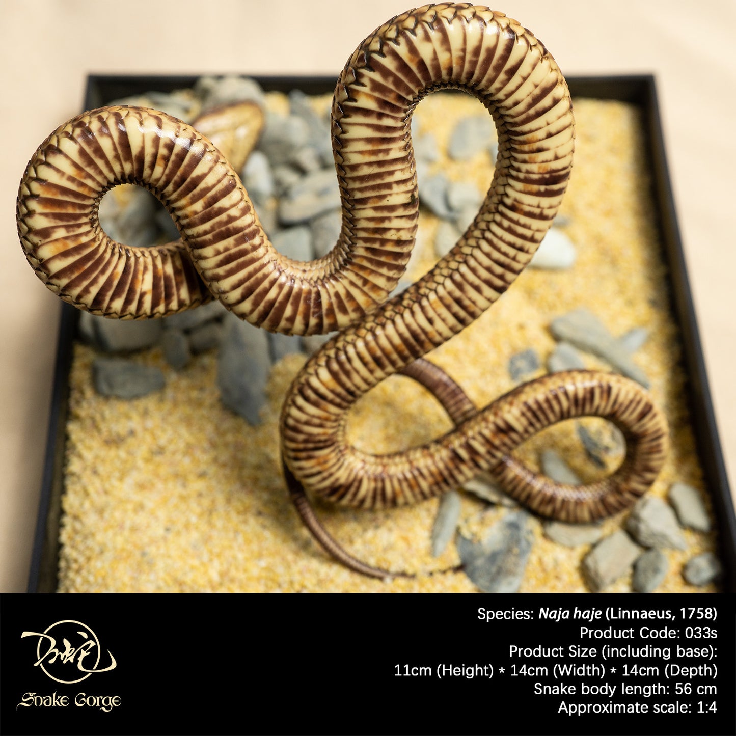 Egyptian cobra/ Naja haje Resin Model