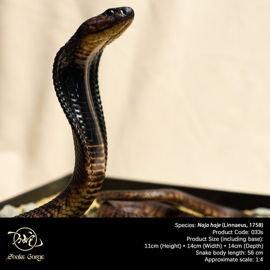 Egyptian cobra/ Naja haje Resin Model