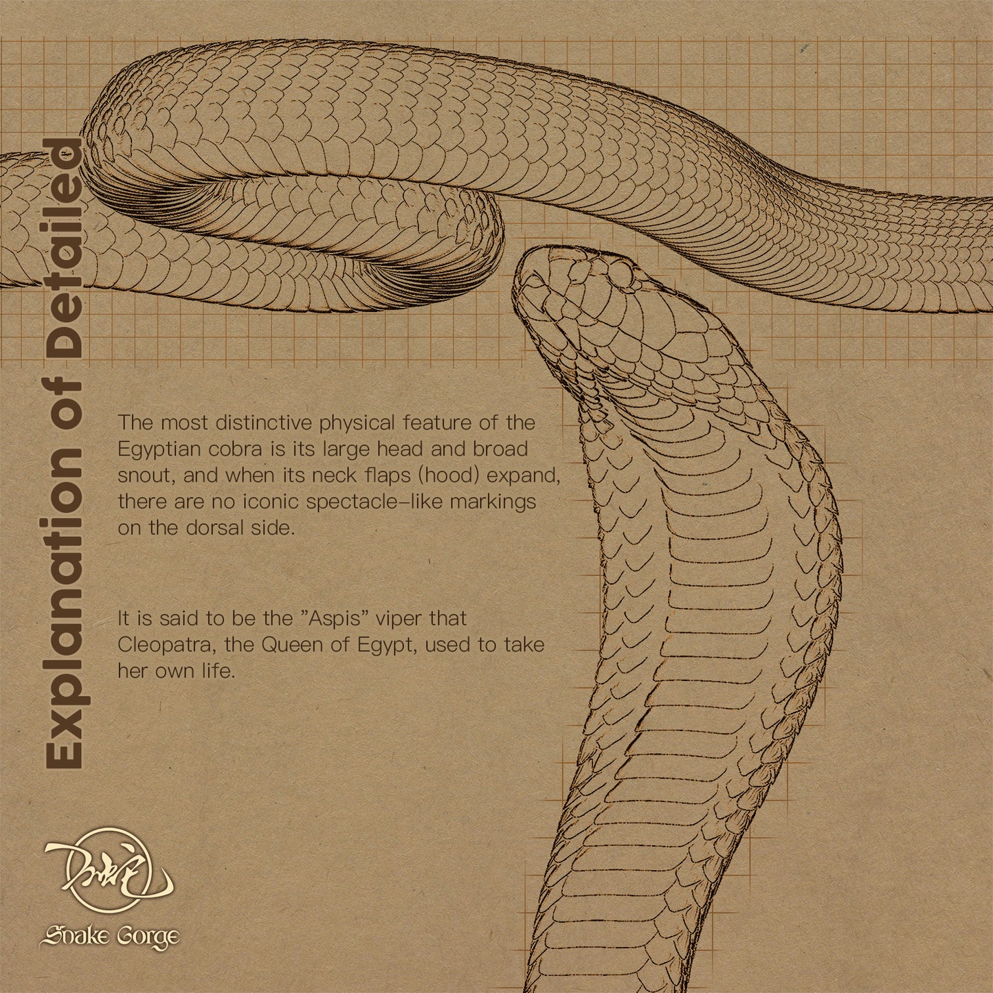 Egyptian cobra/ Naja haje Resin Model