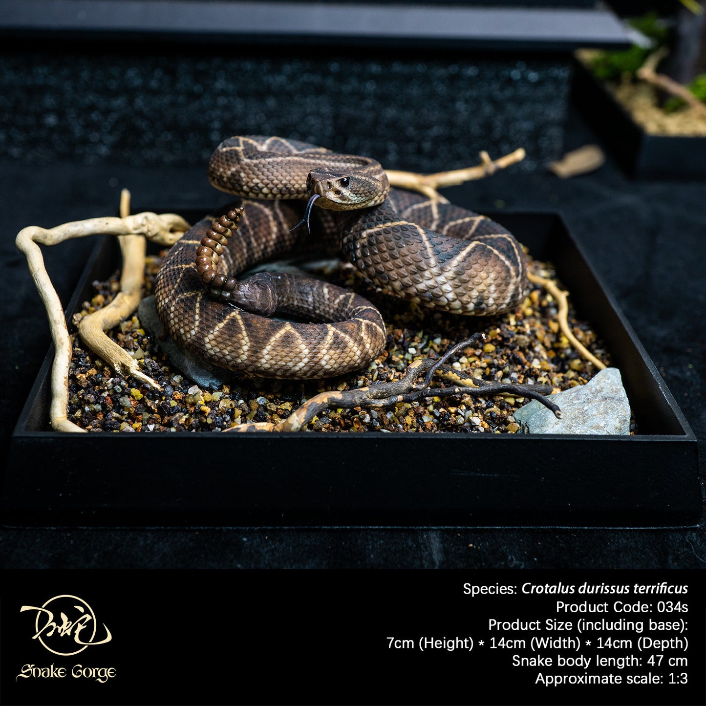 South American Rattlesnake (Terrific Subspecies) / Crotalus durissus terrificus Resin Model