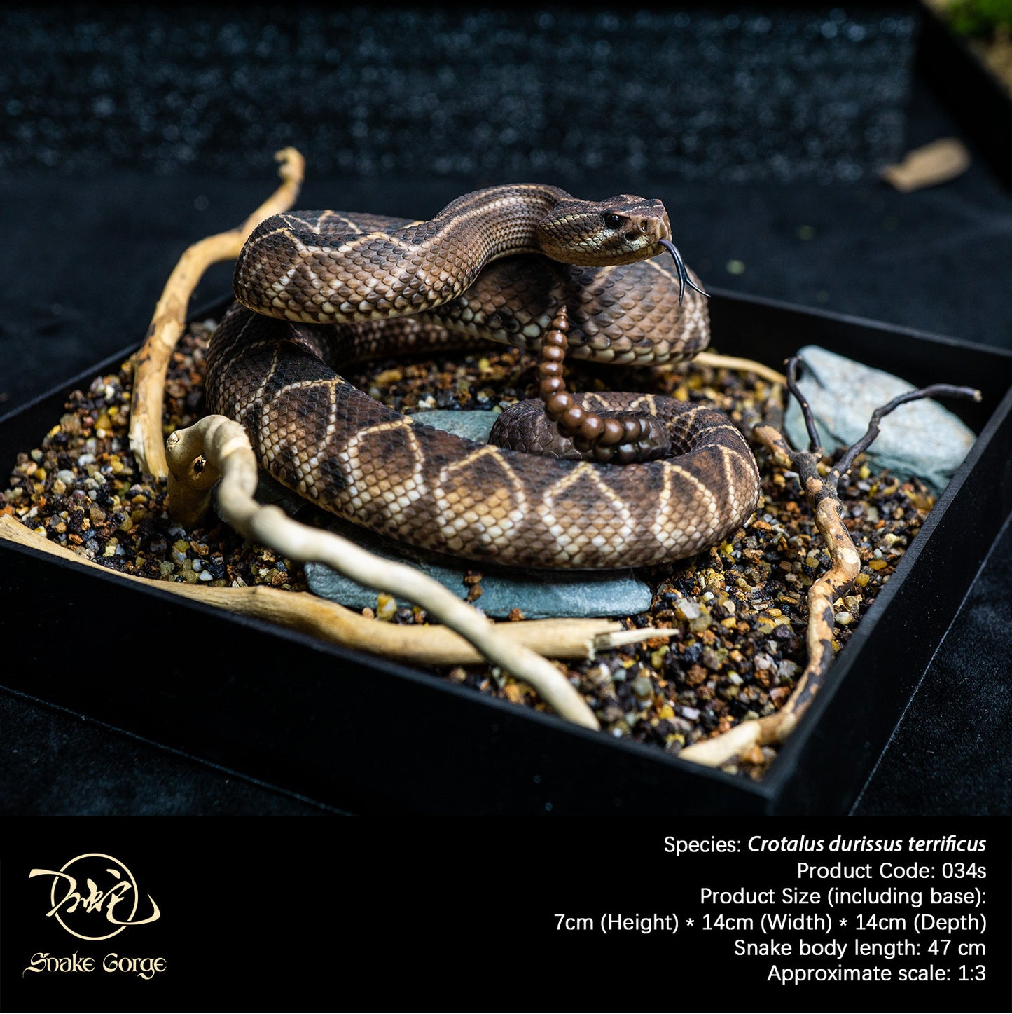 South American Rattlesnake (Terrific Subspecies) / Crotalus durissus terrificus Resin Model
