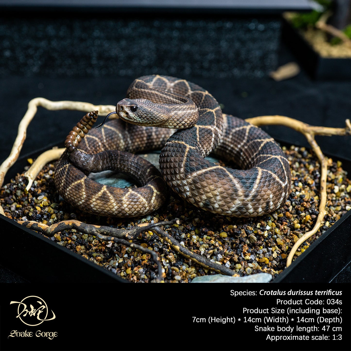 South American Rattlesnake (Terrific Subspecies) / Crotalus durissus terrificus Resin Model