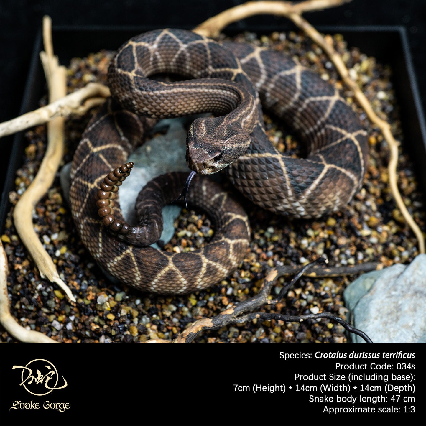 South American Rattlesnake (Terrific Subspecies) / Crotalus durissus terrificus Resin Model