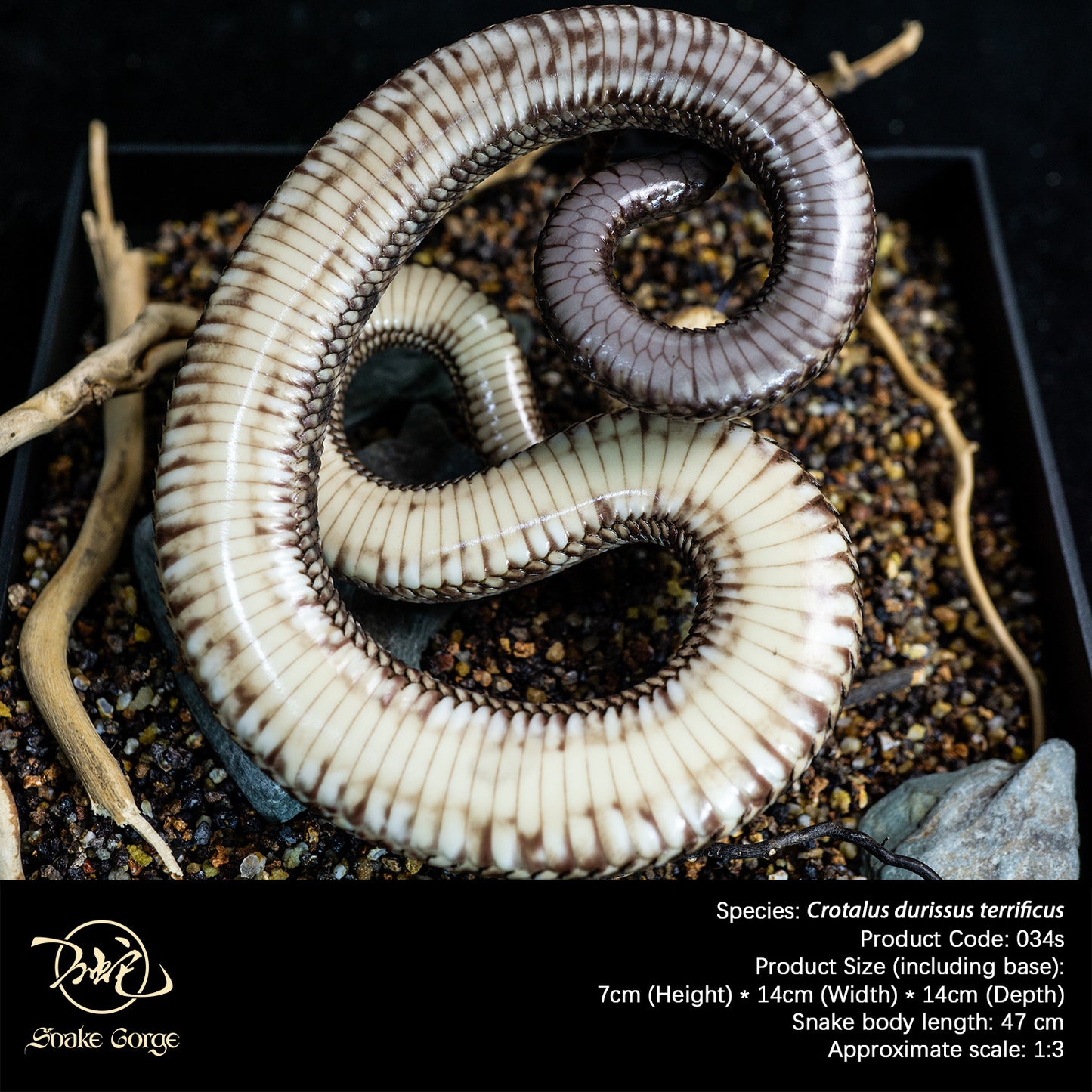 South American Rattlesnake (Terrific Subspecies) / Crotalus durissus terrificus Resin Model