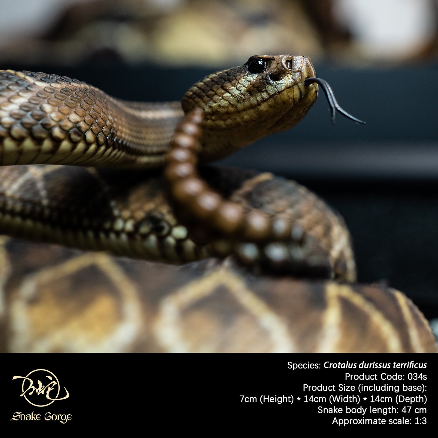 South American Rattlesnake (Terrific Subspecies) / Crotalus durissus terrificus Resin Model