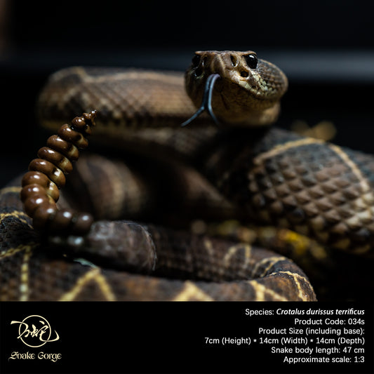 South American Rattlesnake (Terrific Subspecies) / Crotalus durissus terrificus Resin Model