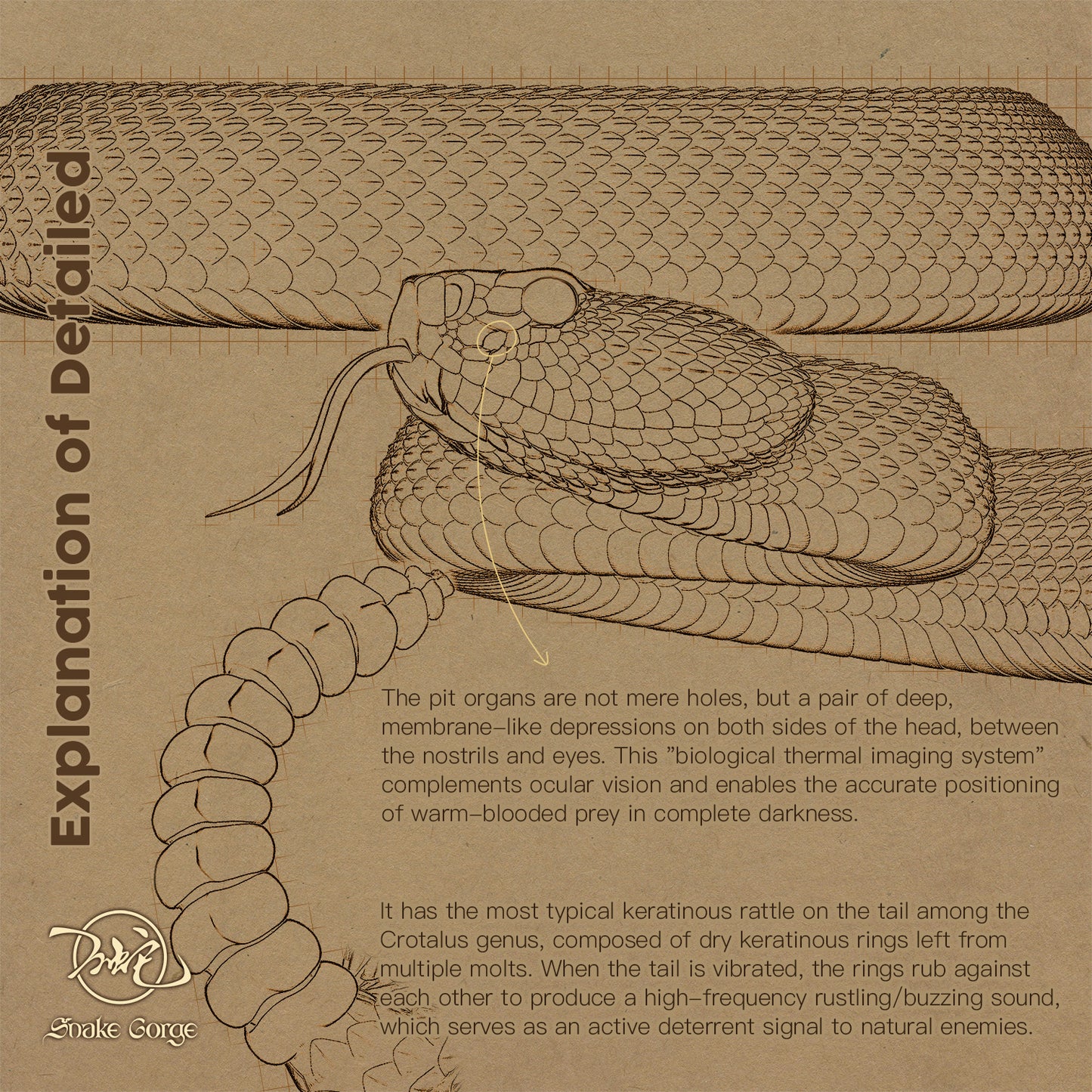 South American Rattlesnake (Terrific Subspecies) / Crotalus durissus terrificus Resin Model