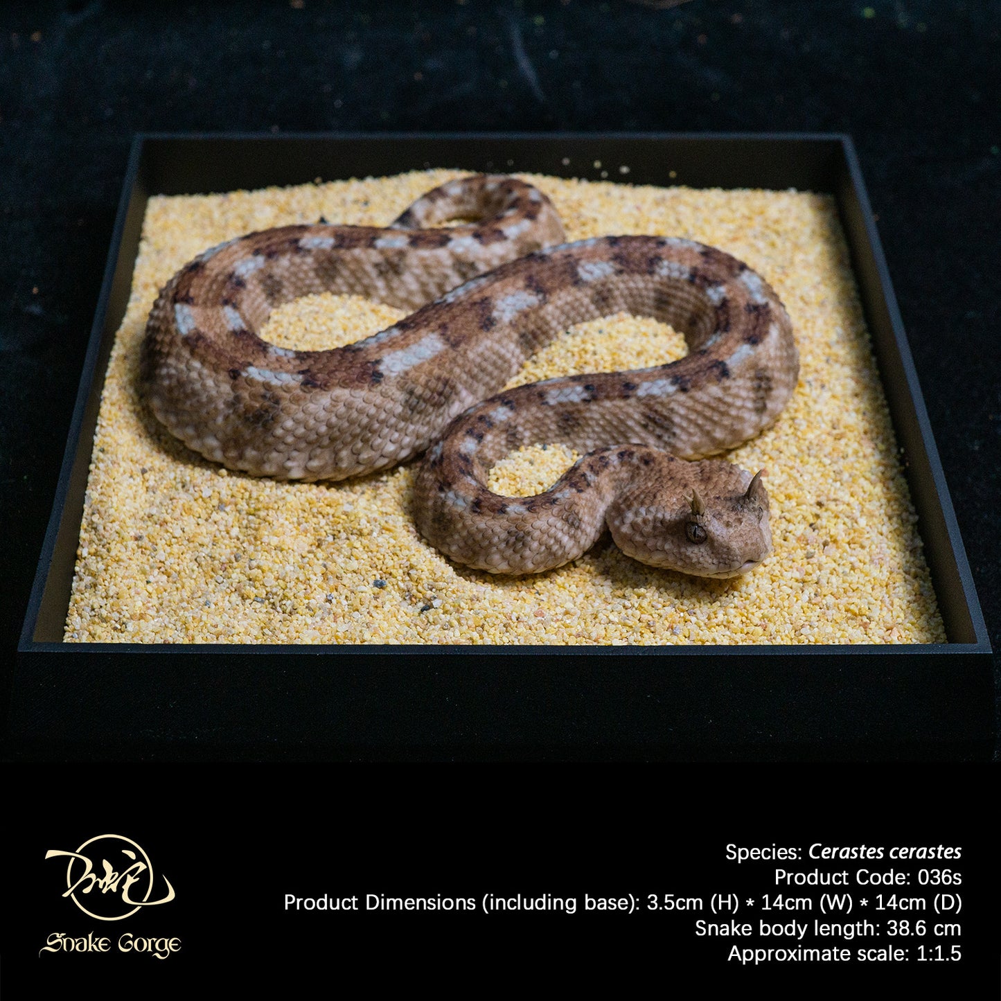 Saharan Horned Viper/Cerastes cerastes Resin Model
