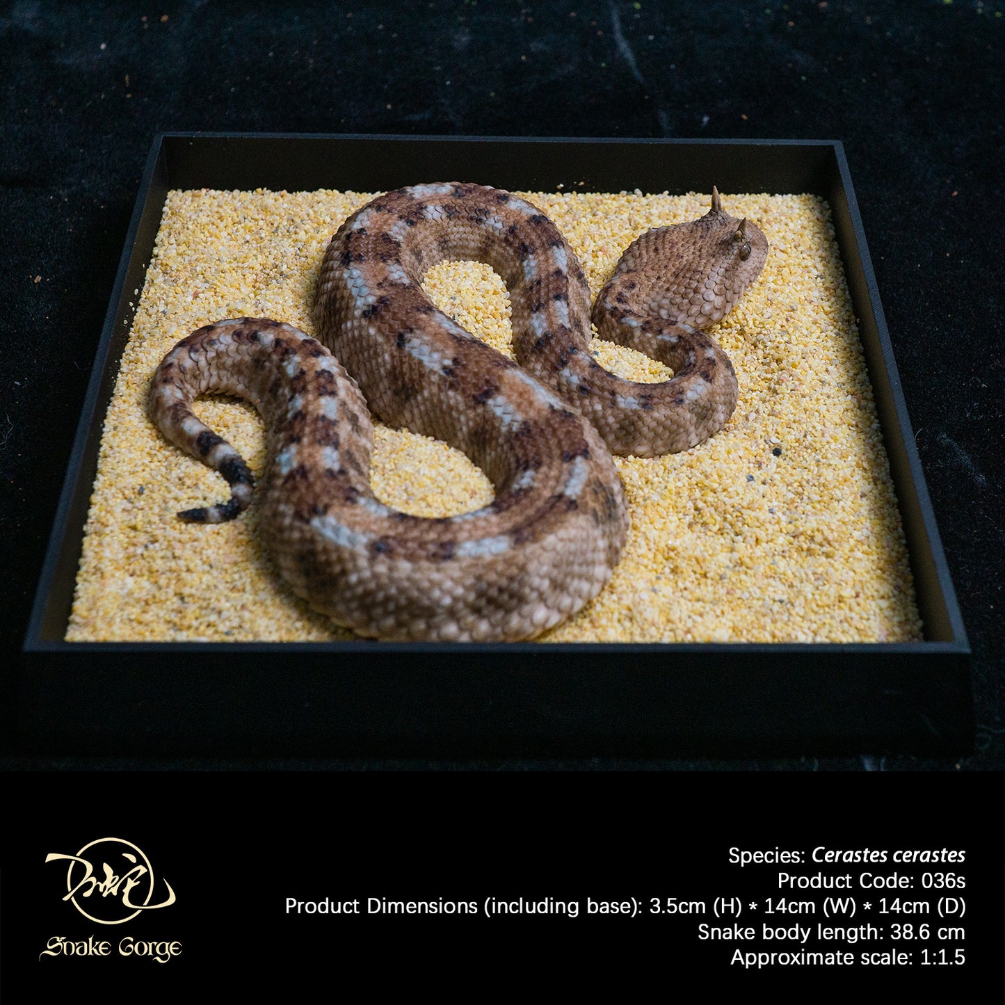 Saharan Horned Viper/Cerastes cerastes Resin Model