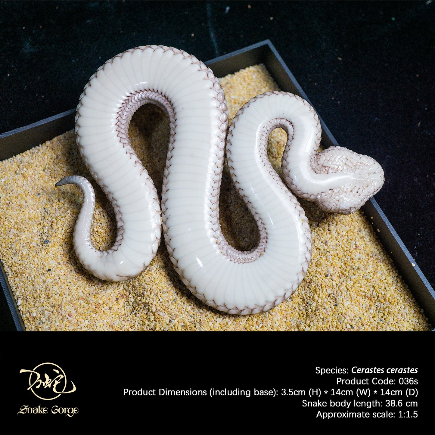 Saharan Horned Viper/Cerastes cerastes Resin Model