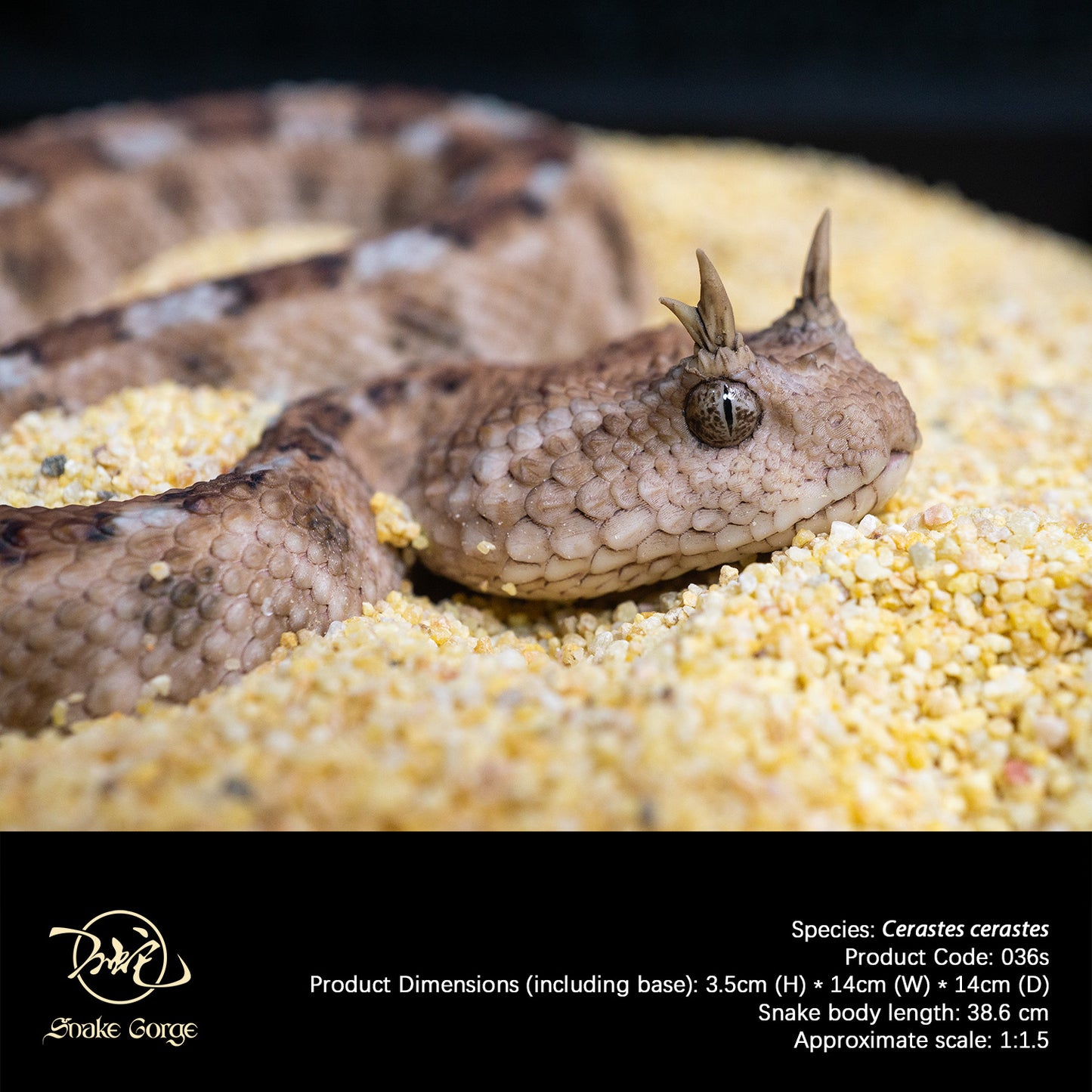 Saharan Horned Viper/Cerastes cerastes Resin Model