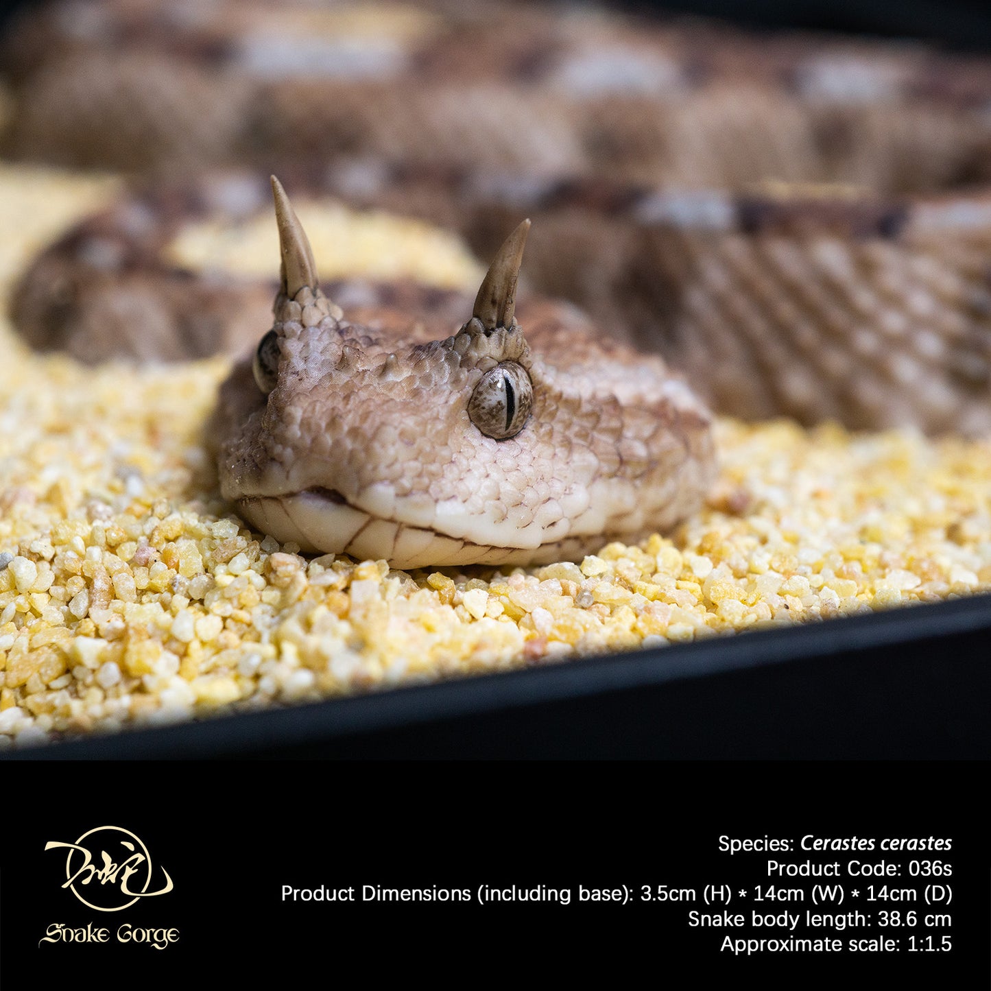 Saharan Horned Viper/Cerastes cerastes Resin Model