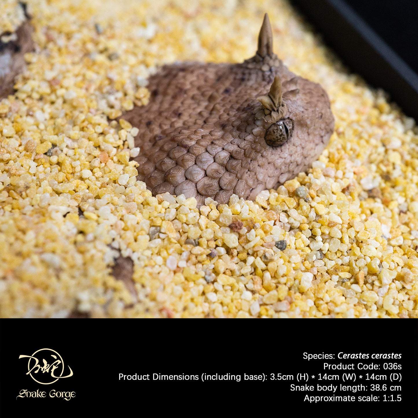Saharan Horned Viper/Cerastes cerastes Resin Model