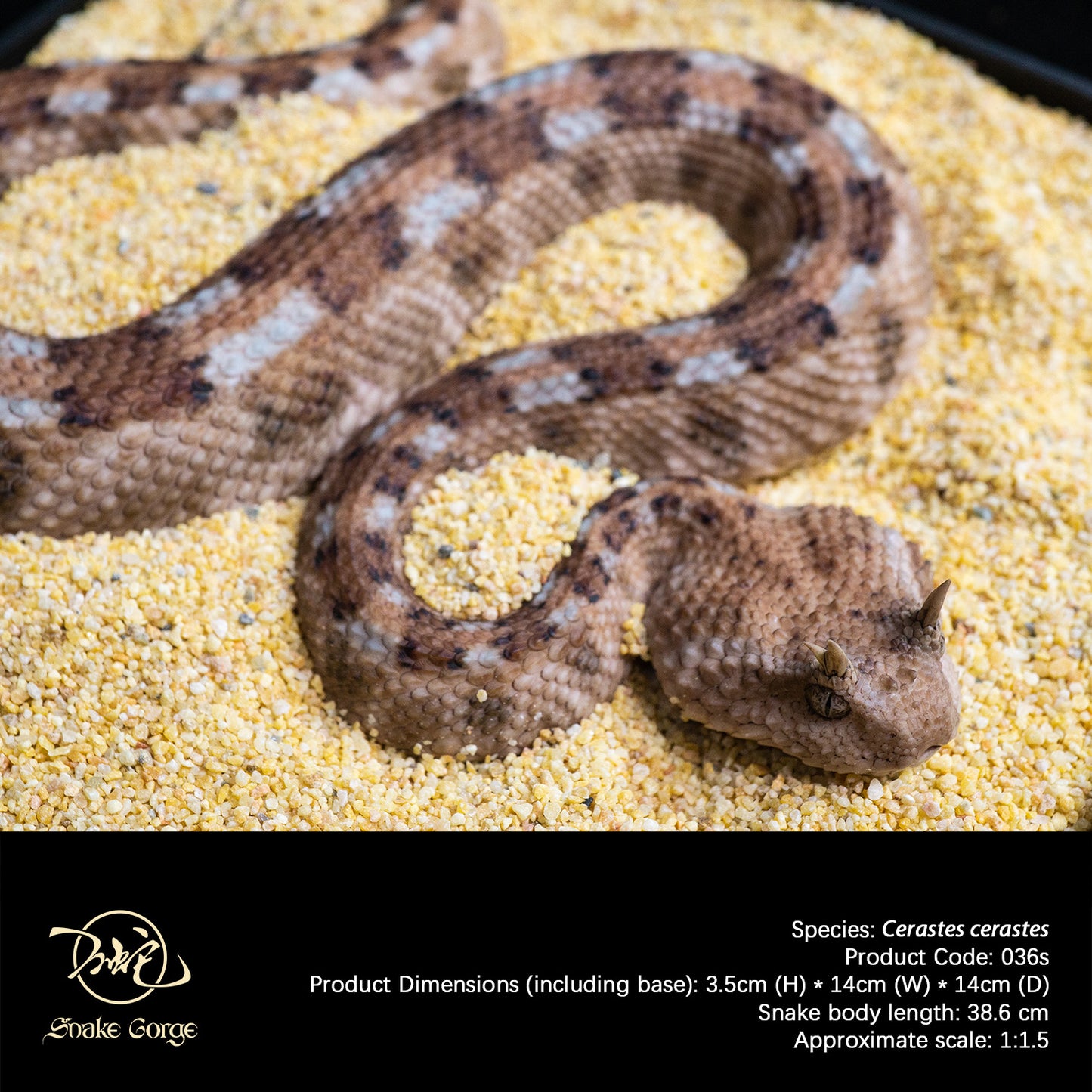Saharan Horned Viper/Cerastes cerastes Resin Model