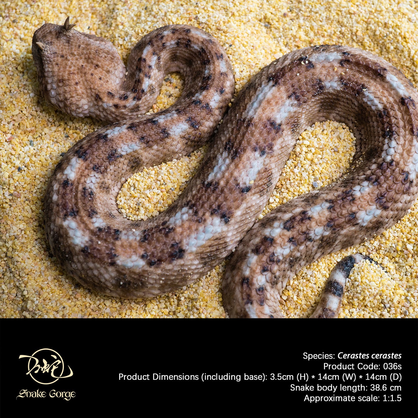 Saharan Horned Viper/Cerastes cerastes Resin Model