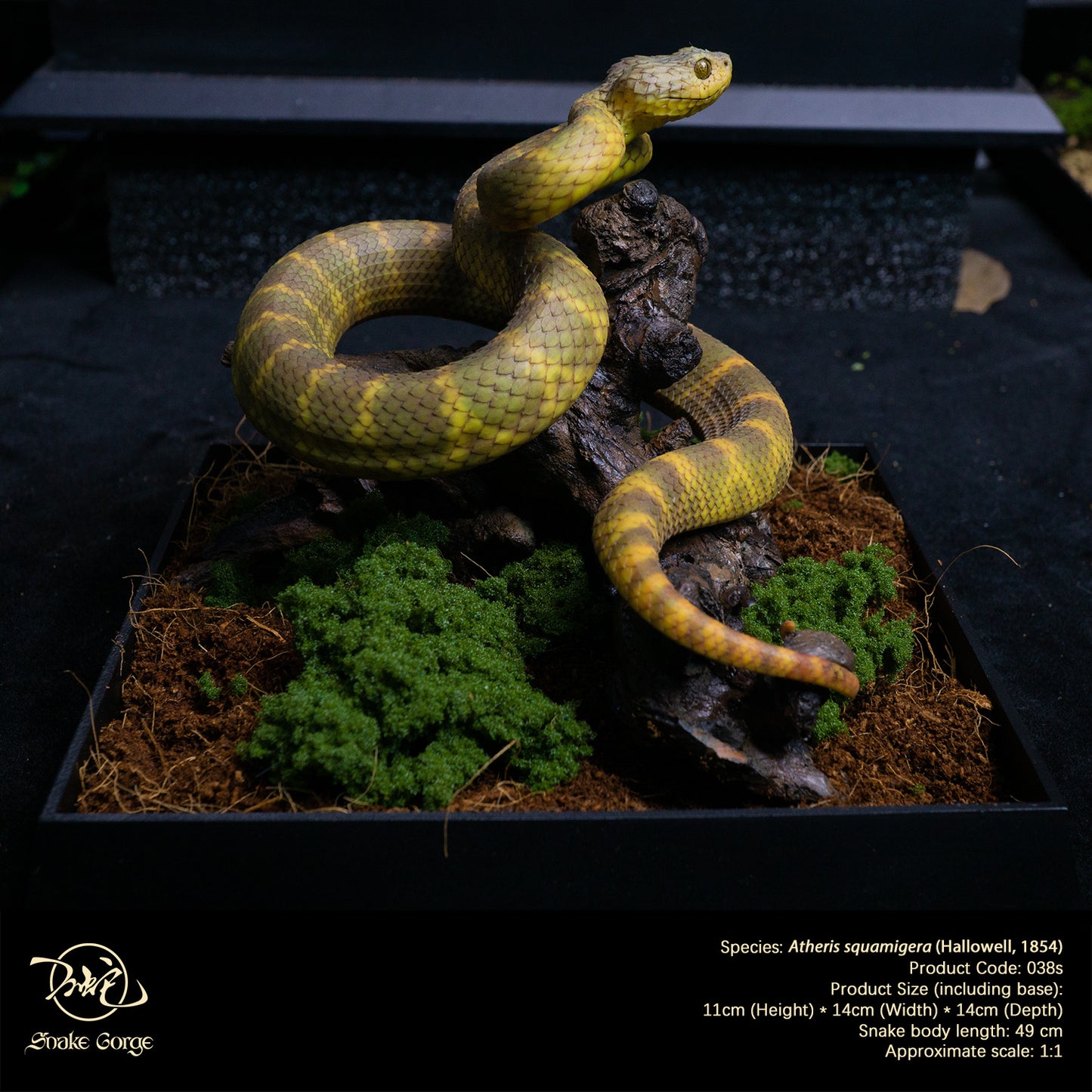 Yellow-Green Variable Bush Viper / Atheris squamigera (Hallowell, 1854) Resin Model