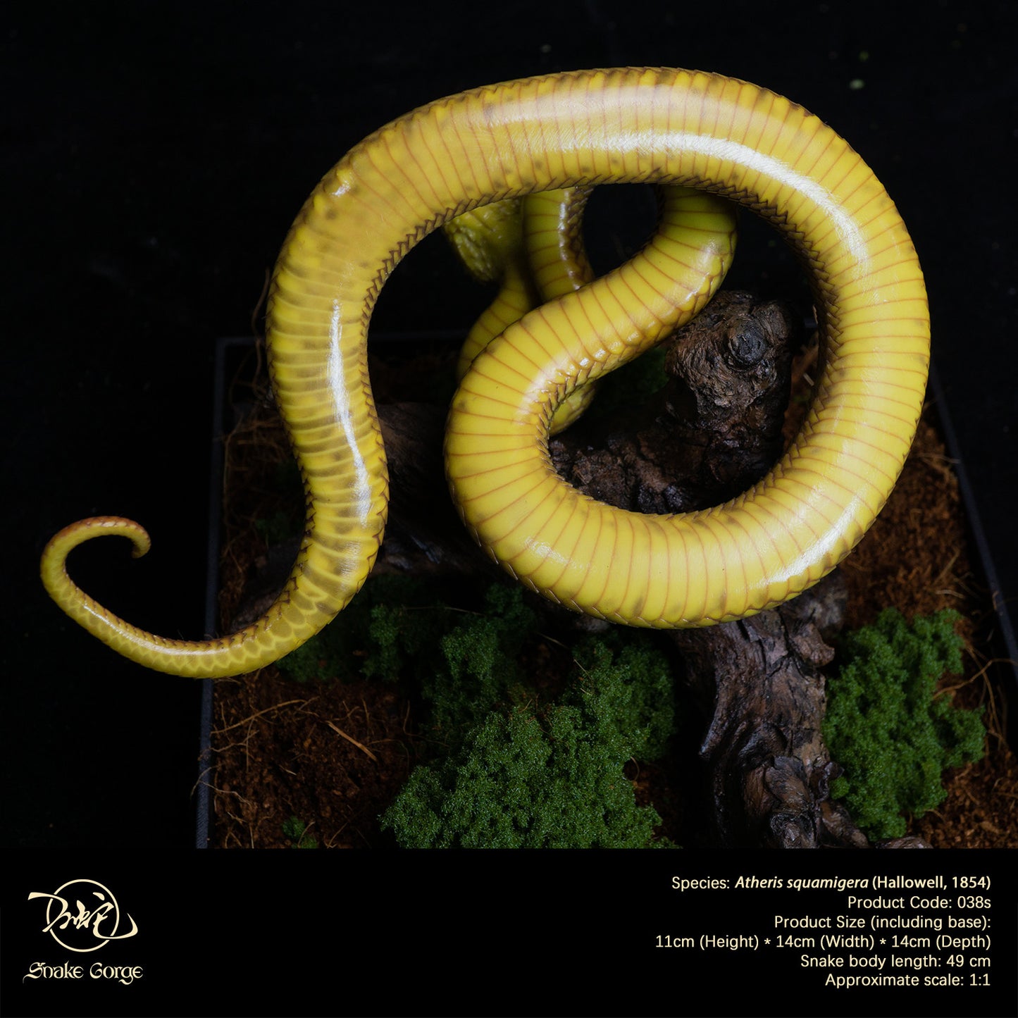 Yellow-Green Variable Bush Viper / Atheris squamigera (Hallowell, 1854) Resin Model