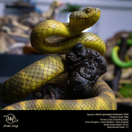 Yellow-Green Variable Bush Viper / Atheris squamigera (Hallowell, 1854) Resin Model