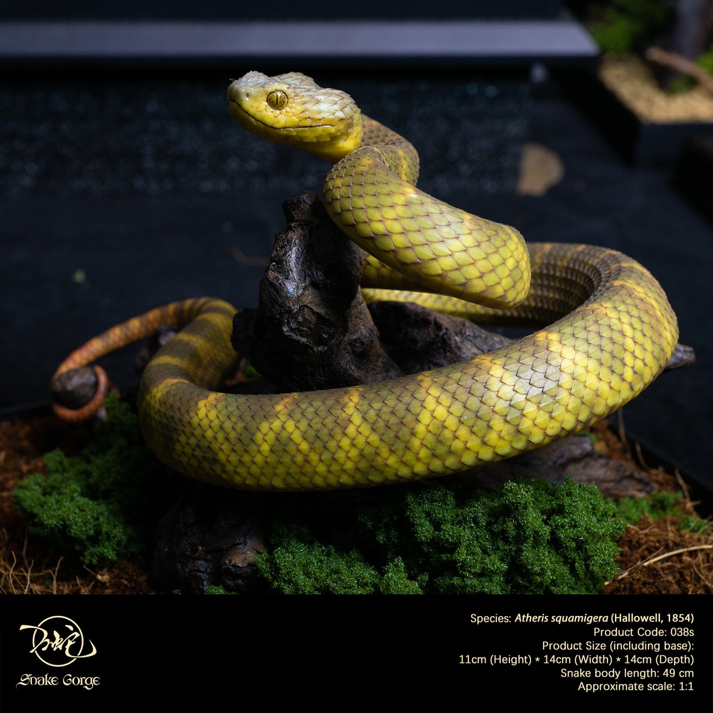 Yellow-Green Variable Bush Viper / Atheris squamigera (Hallowell, 1854) Resin Model