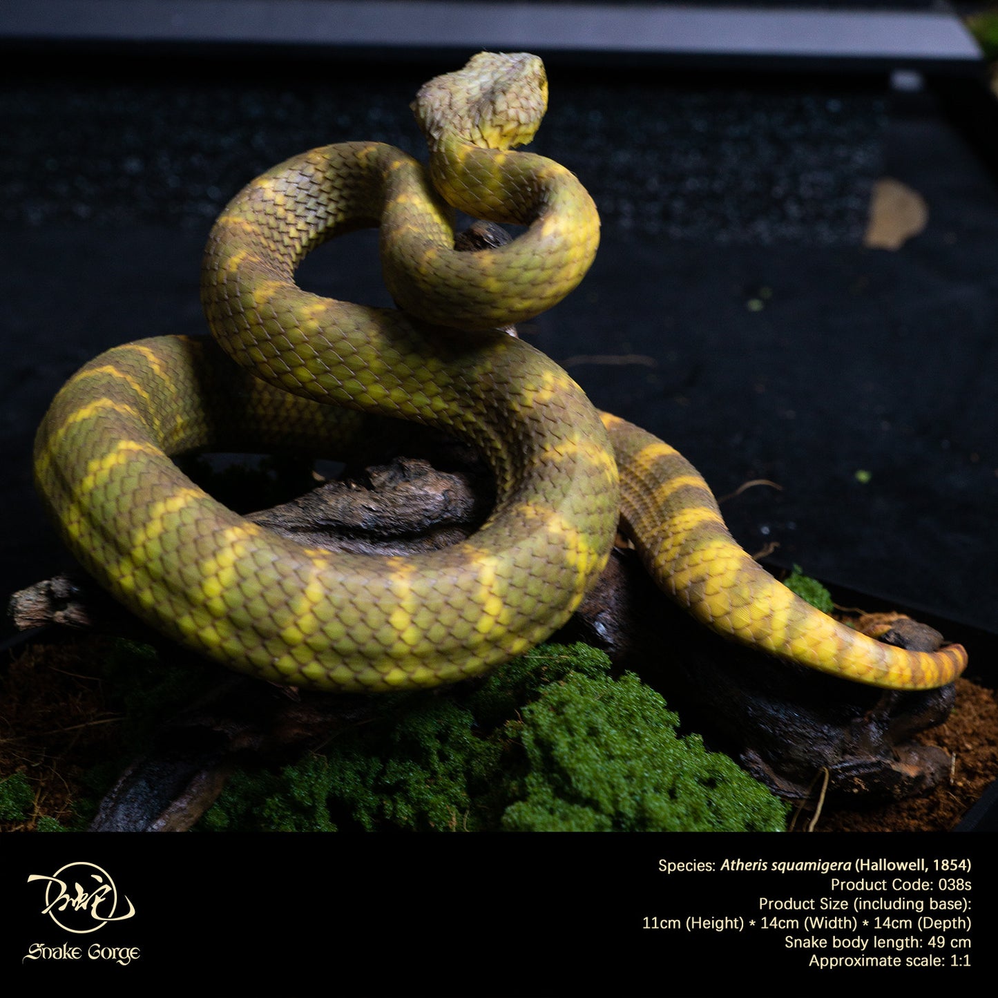 Yellow-Green Variable Bush Viper / Atheris squamigera (Hallowell, 1854) Resin Model