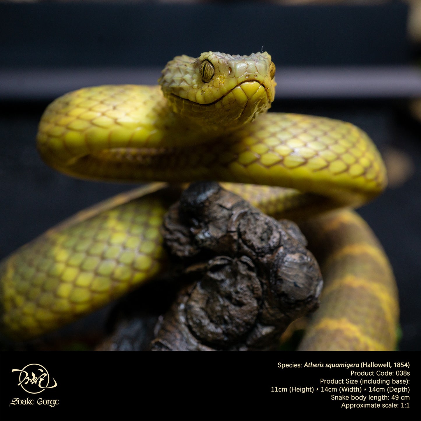 Yellow-Green Variable Bush Viper / Atheris squamigera (Hallowell, 1854) Resin Model
