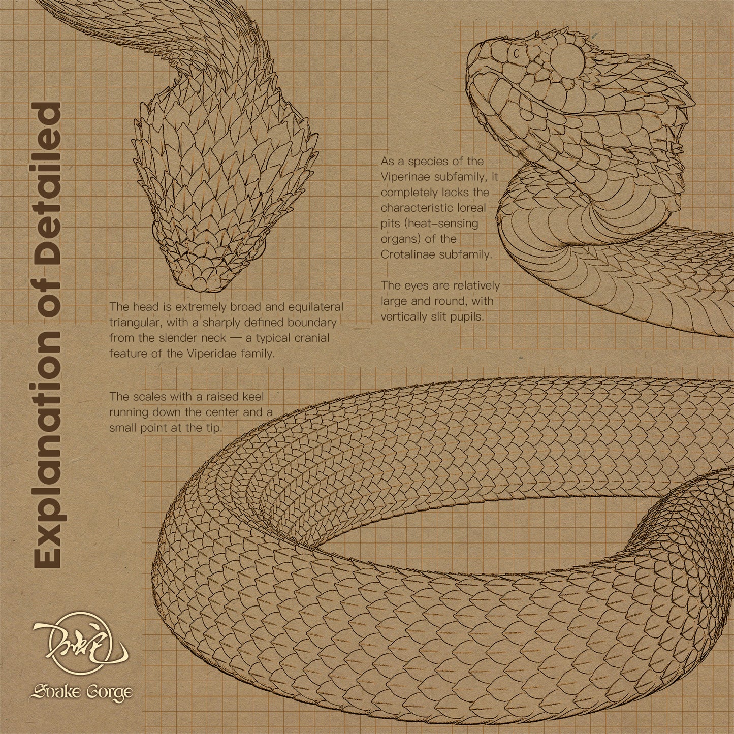 Blue Variable Bush Viper / Atheris squamigera (Hallowell, 1854) Resin Model