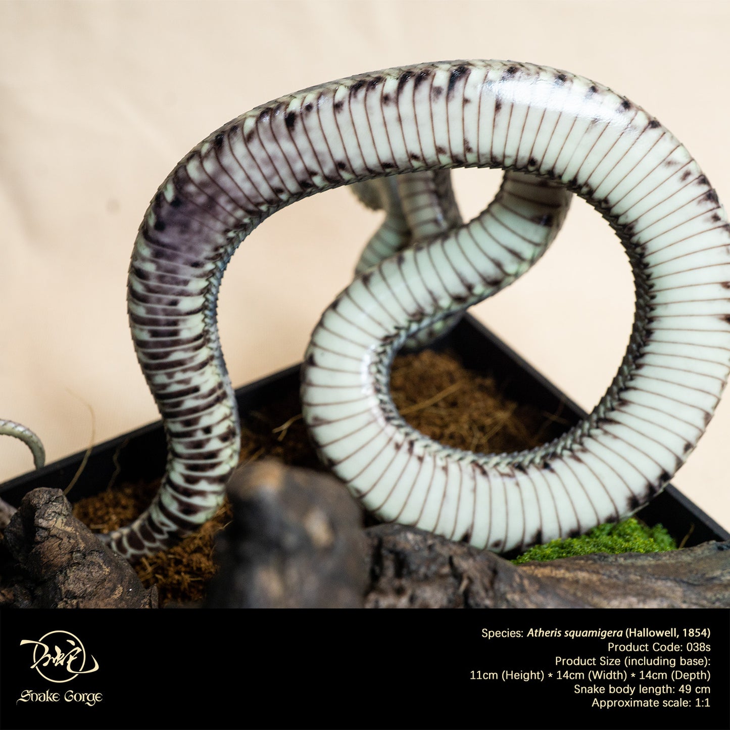 Black Variable Bush Viper / Atheris squamigera (Hallowell, 1854) Resin Model