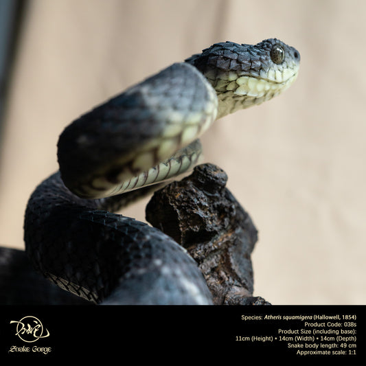 Black Variable Bush Viper / Atheris squamigera (Hallowell, 1854) Resin Model