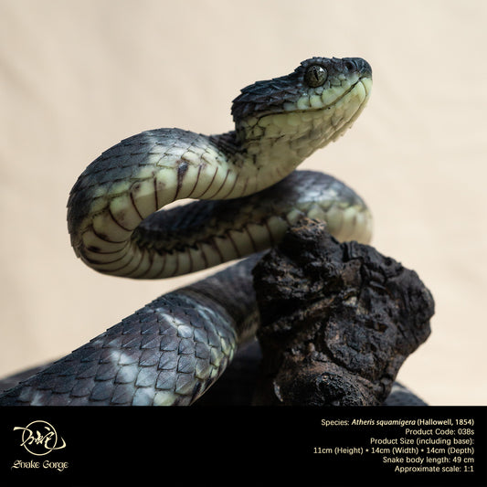 Black Variable Bush Viper / Atheris squamigera (Hallowell, 1854) Resin Model