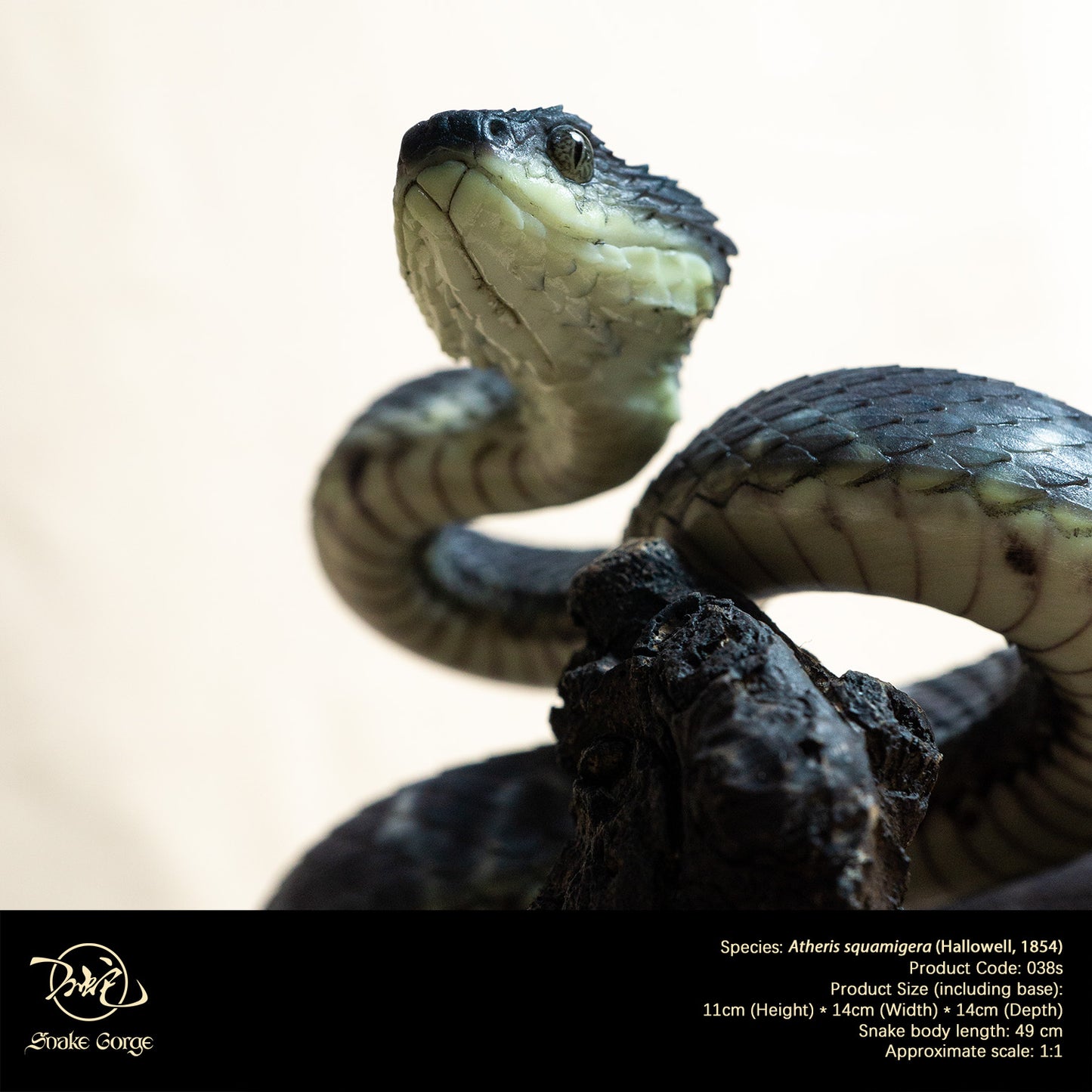 Black Variable Bush Viper / Atheris squamigera (Hallowell, 1854) Resin Model