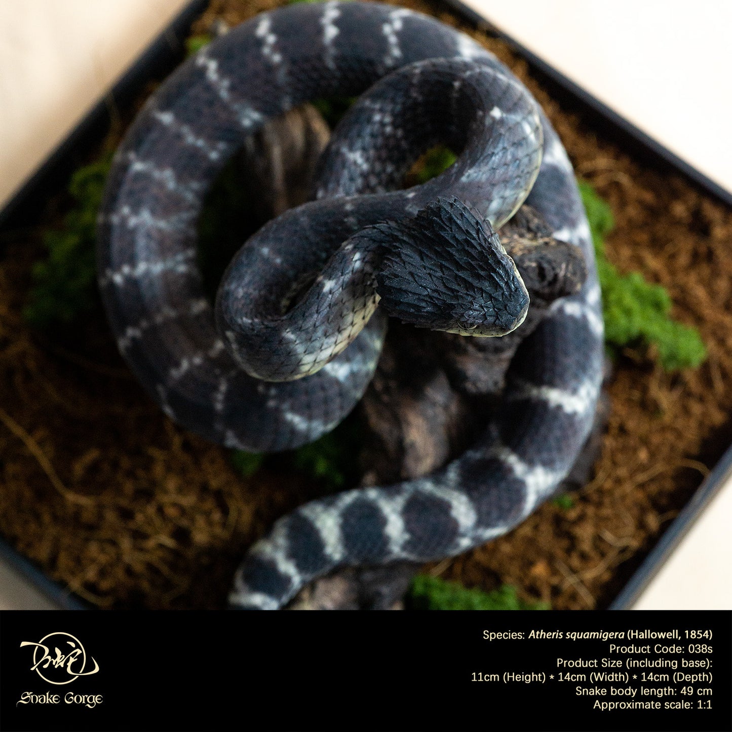Black Variable Bush Viper / Atheris squamigera (Hallowell, 1854) Resin Model