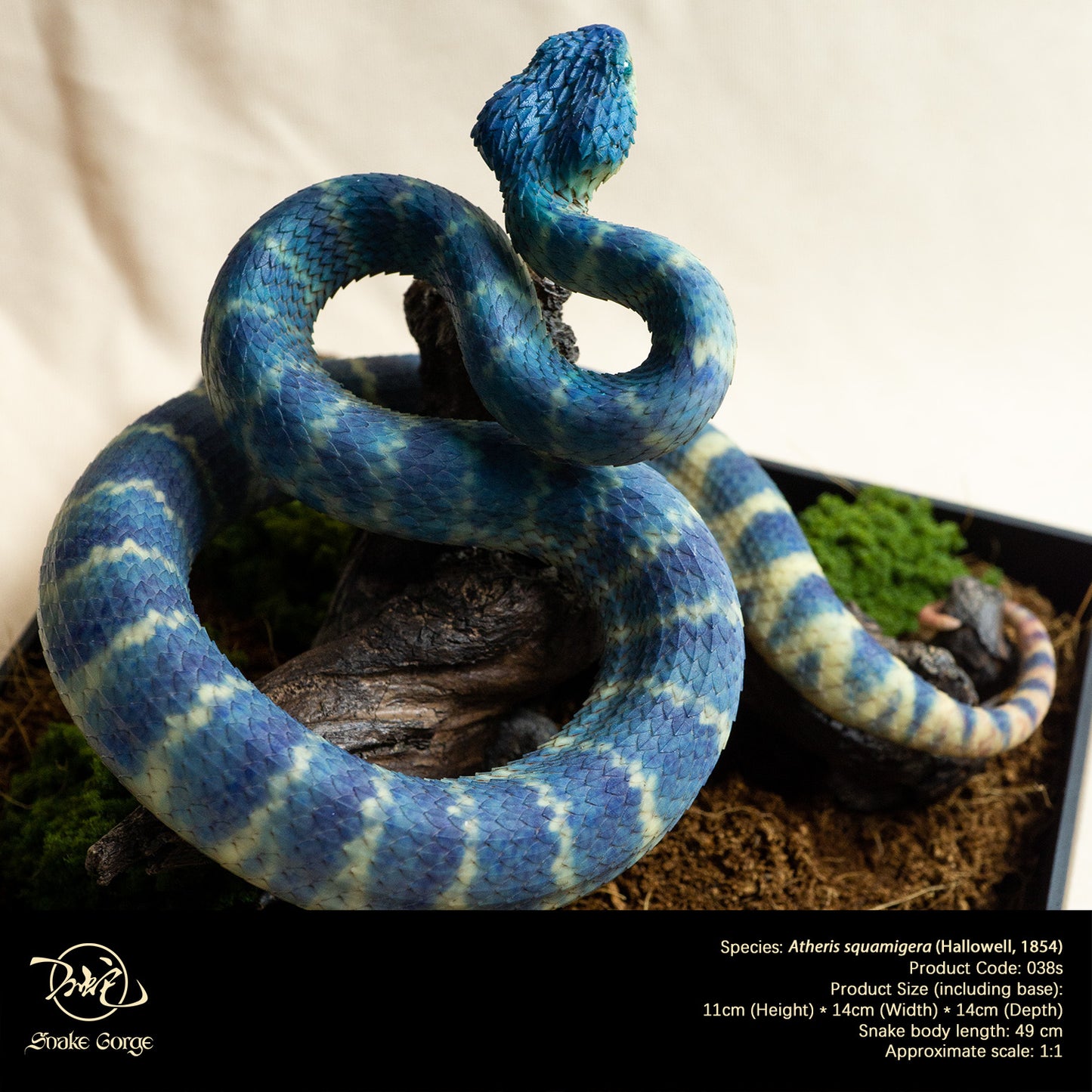 Blue Variable Bush Viper / Atheris squamigera (Hallowell, 1854) Resin Model