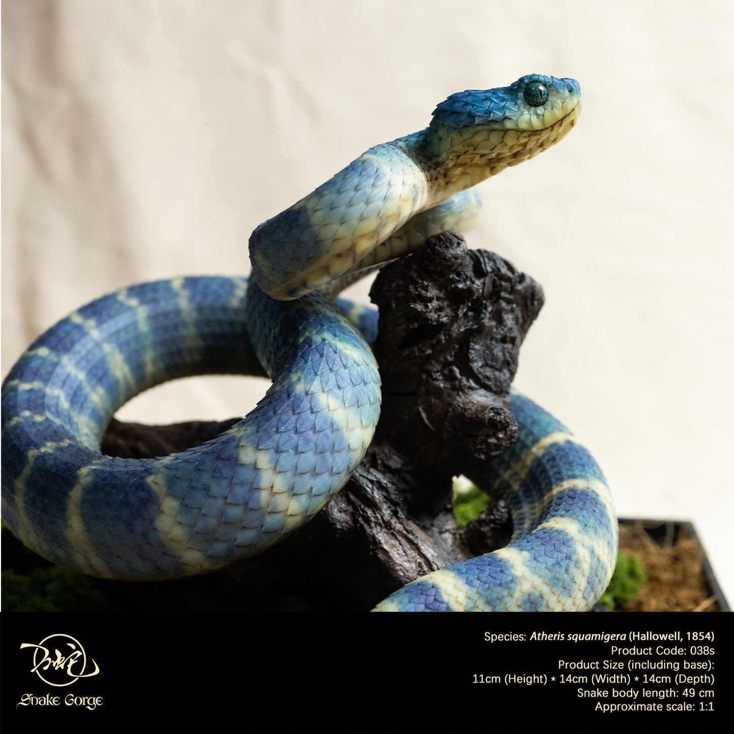 Blue Variable Bush Viper / Atheris squamigera (Hallowell, 1854) Resin Model