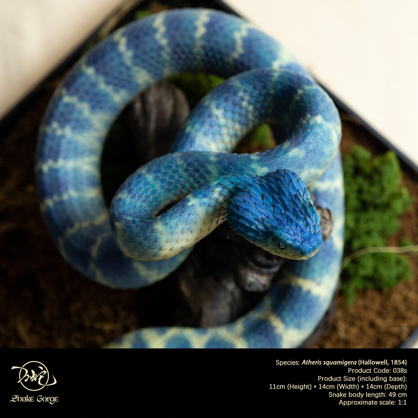 Blue Variable Bush Viper / Atheris squamigera (Hallowell, 1854) Resin Model