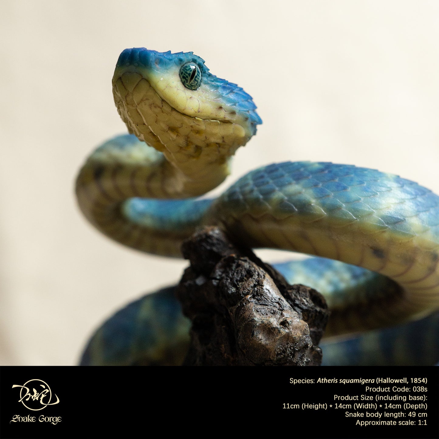 Blue Variable Bush Viper / Atheris squamigera (Hallowell, 1854) Resin Model