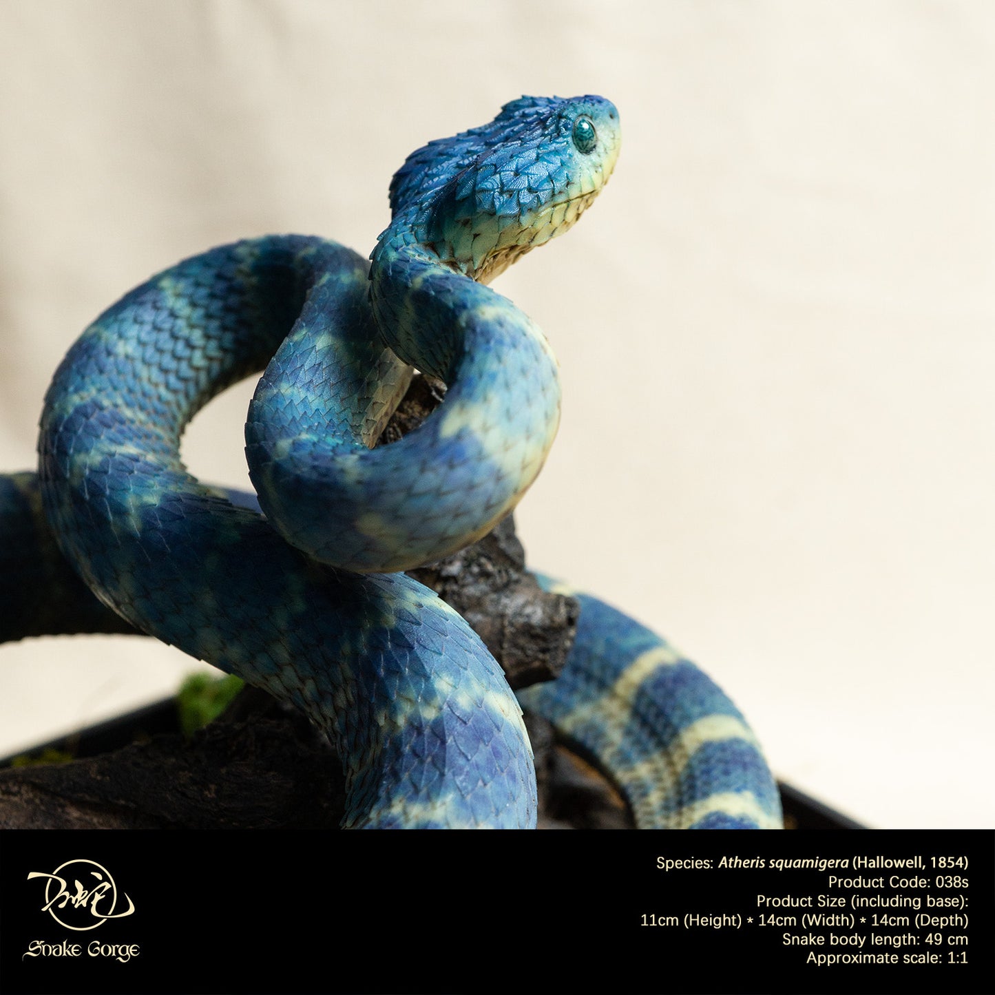 Blue Variable Bush Viper / Atheris squamigera (Hallowell, 1854) Resin Model