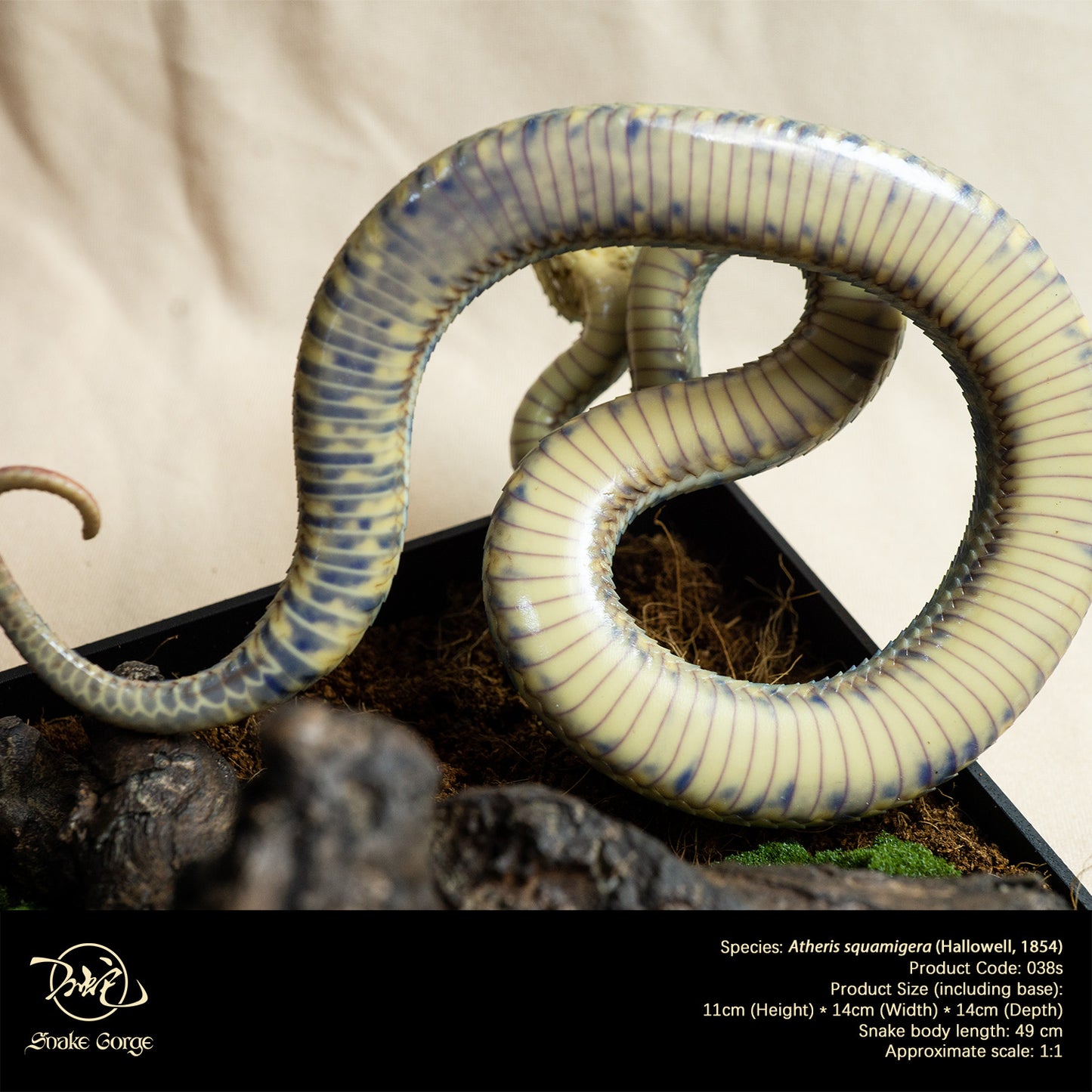 Blue Variable Bush Viper / Atheris squamigera (Hallowell, 1854) Resin Model