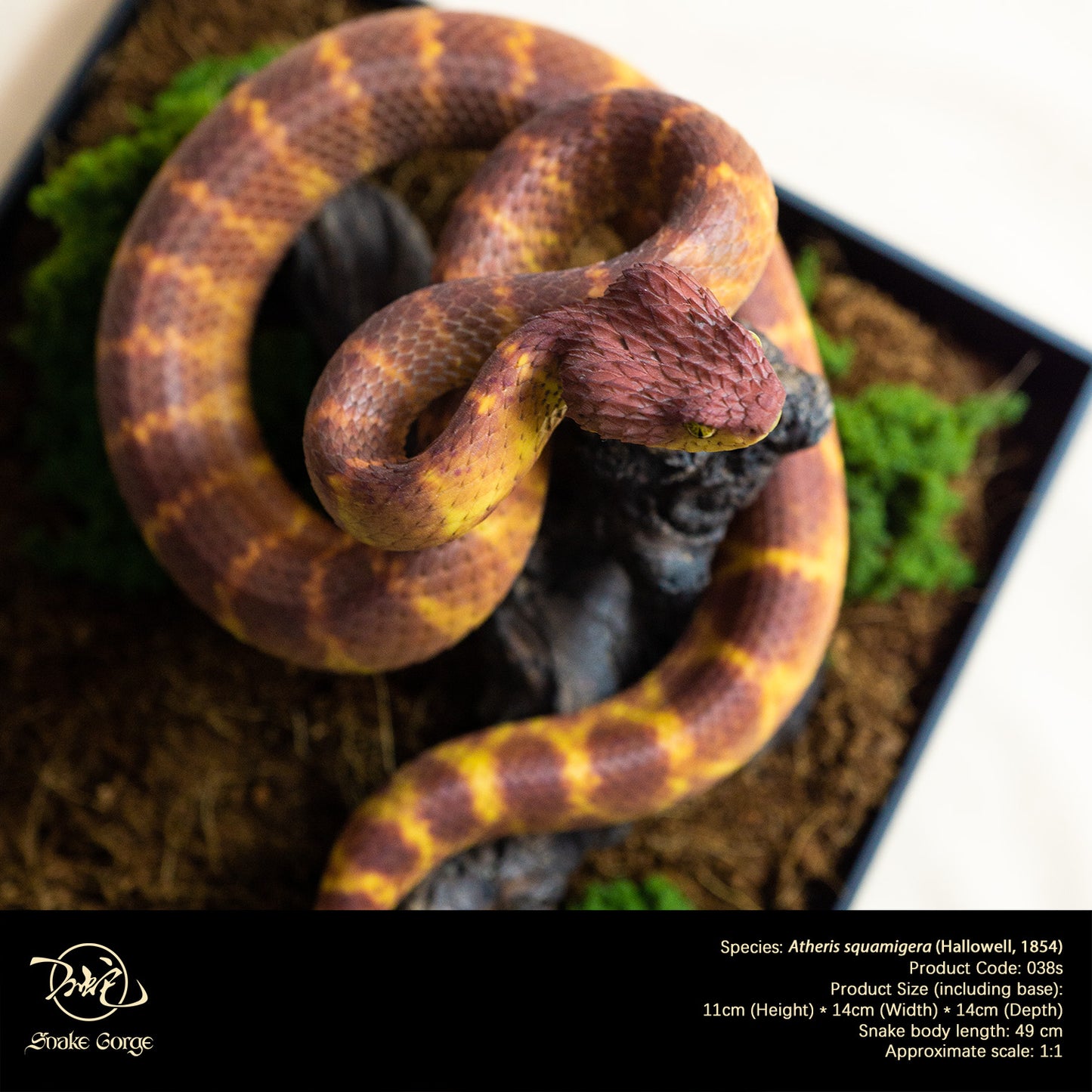 Red Variable Bush Viper / Atheris squamigera (Hallowell, 1854) Resin Model