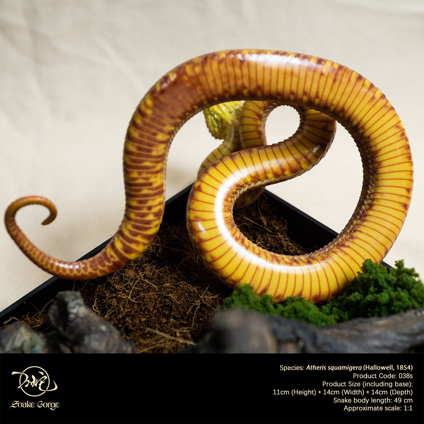 Red Variable Bush Viper / Atheris squamigera (Hallowell, 1854) Resin Model