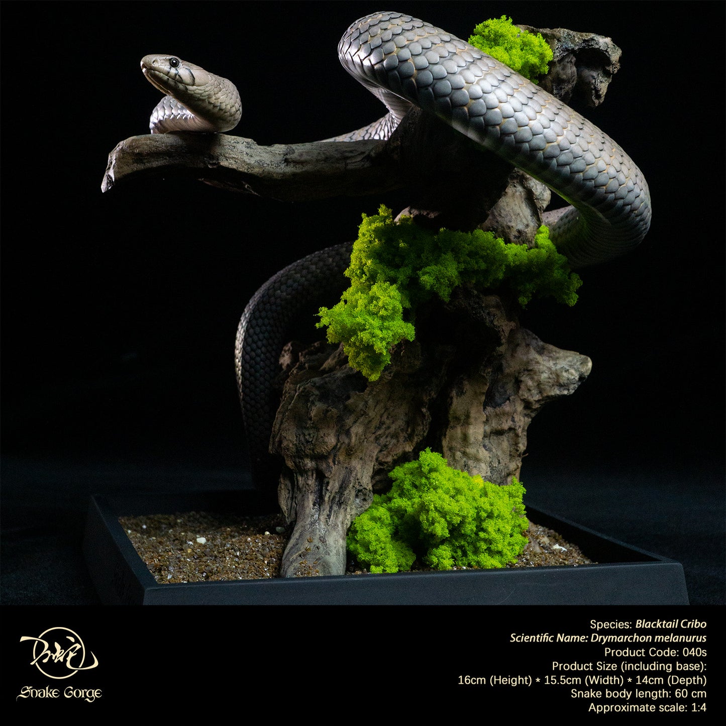 Blacktail Cribo / Central American Indigo Snake/ Drymarchon melanurus Resin Model