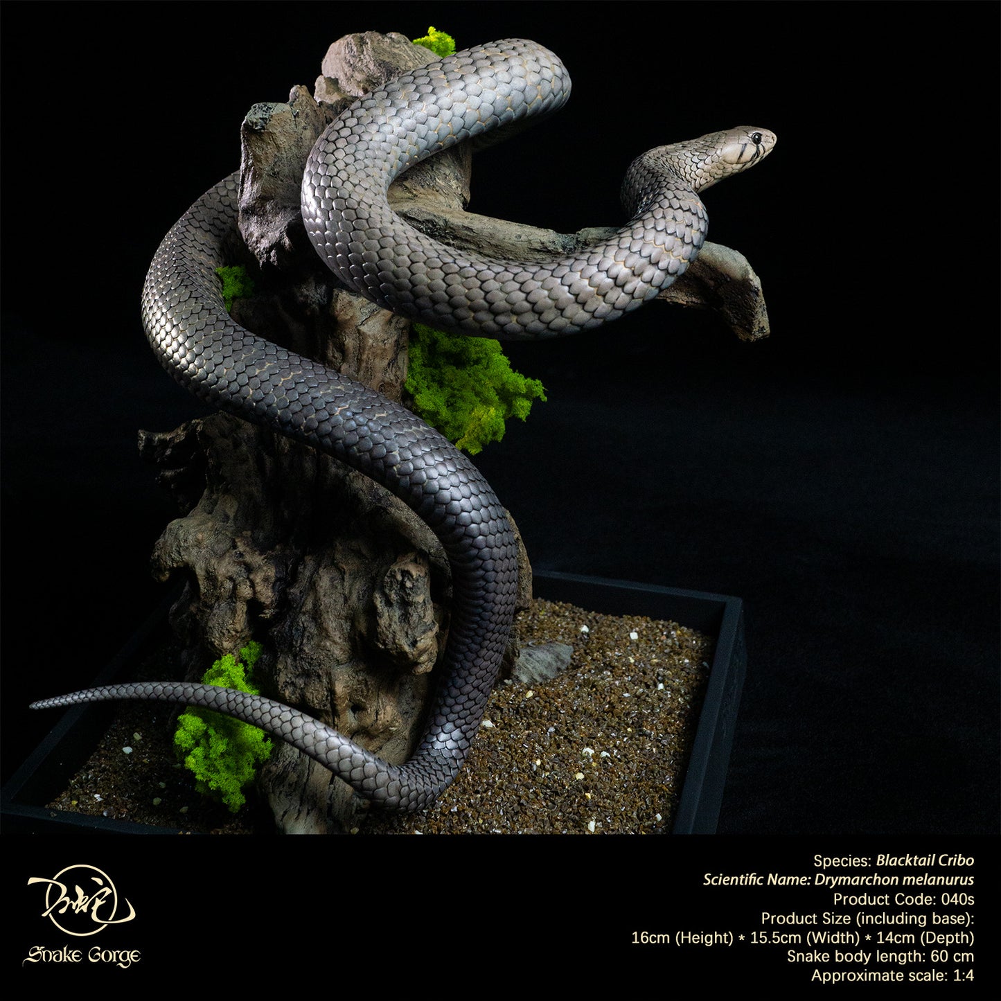 Blacktail Cribo / Central American Indigo Snake/ Drymarchon melanurus Resin Model