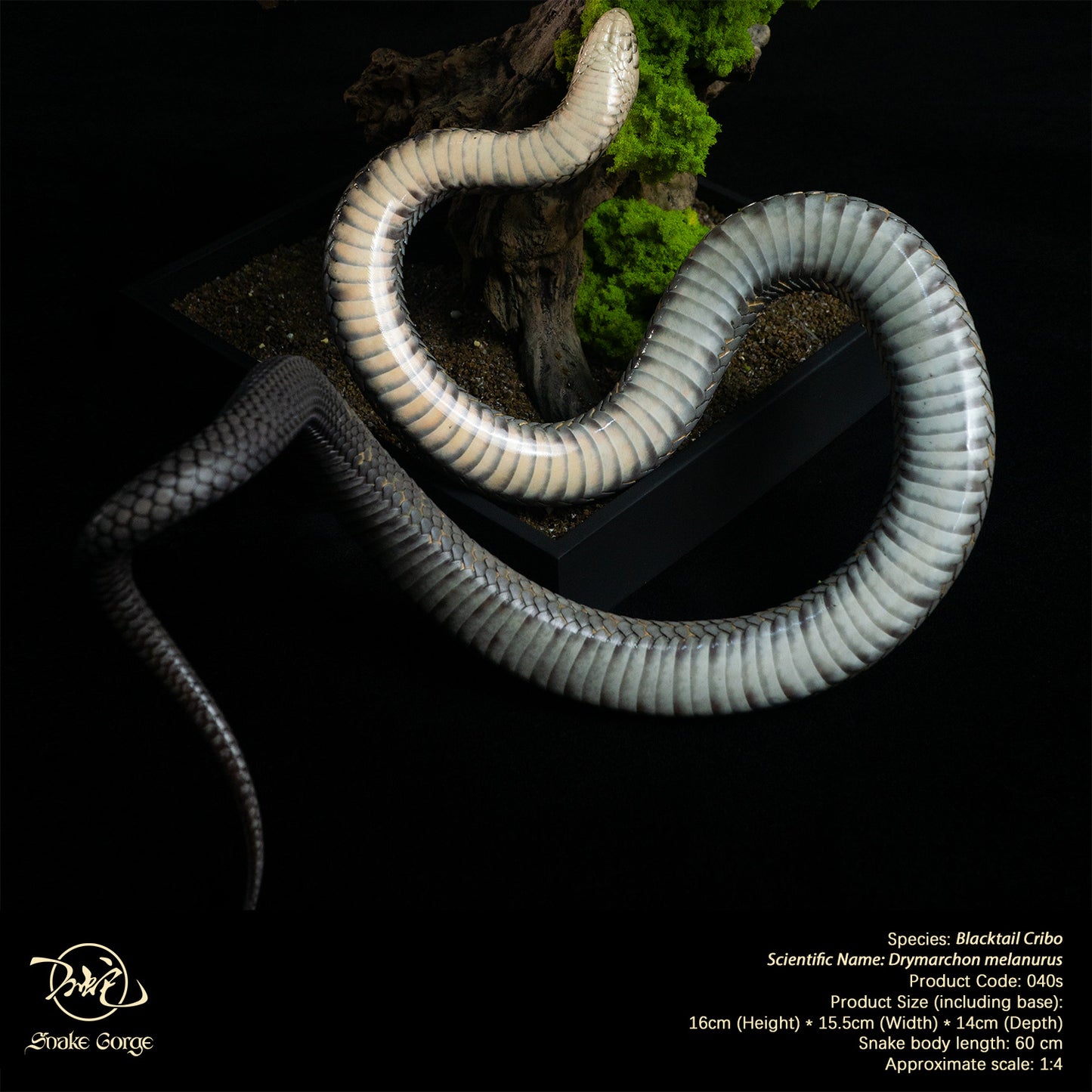 Blacktail Cribo / Central American Indigo Snake/ Drymarchon melanurus Resin Model