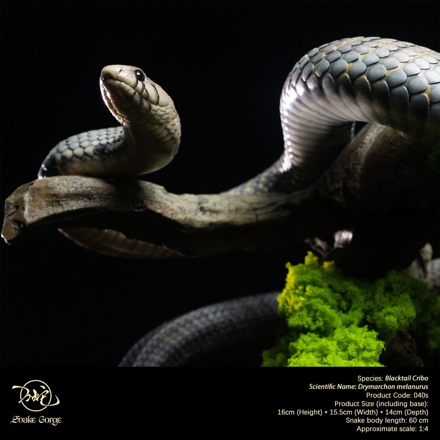Blacktail Cribo / Central American Indigo Snake/ Drymarchon melanurus Resin Model