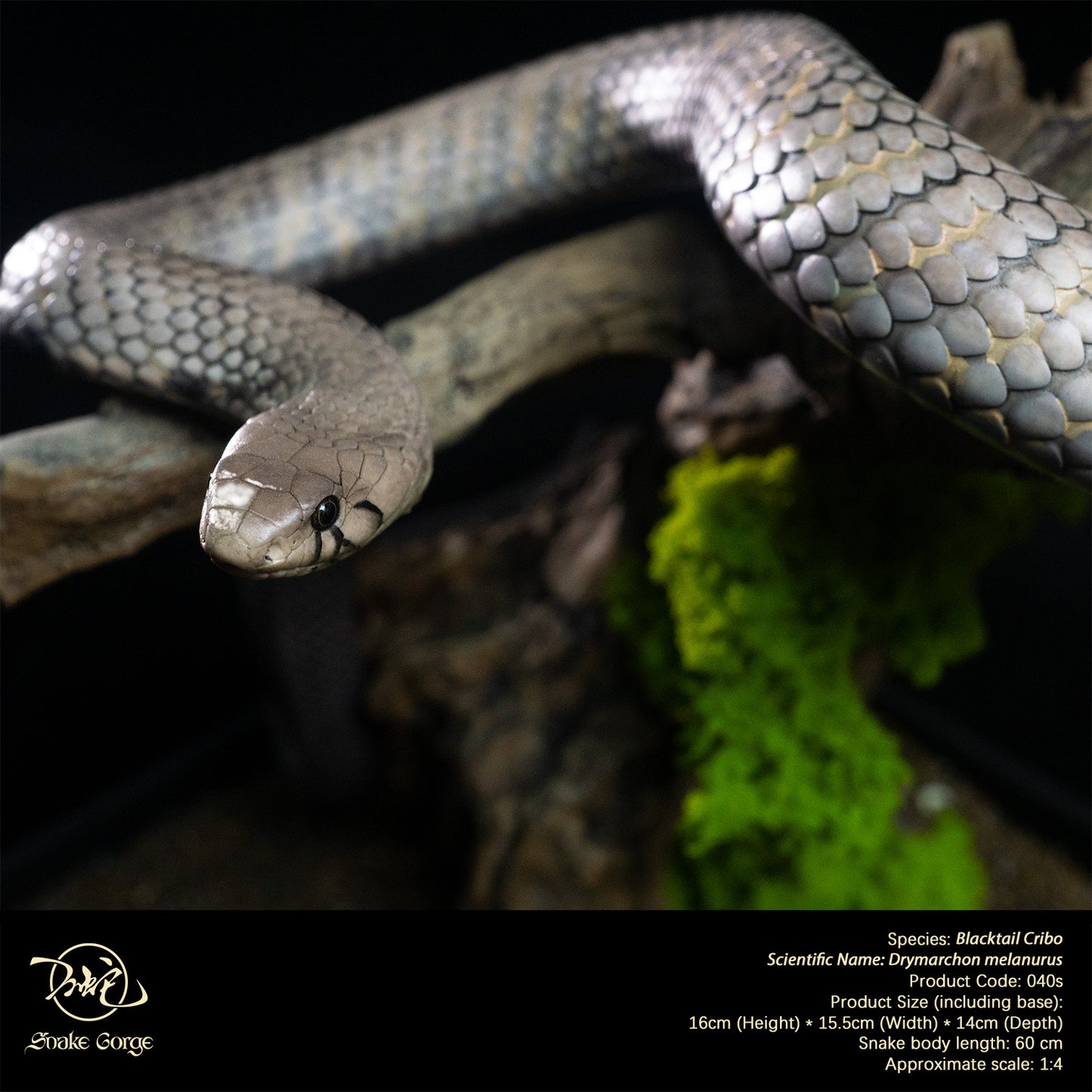 Blacktail Cribo / Central American Indigo Snake/ Drymarchon melanurus Resin Model