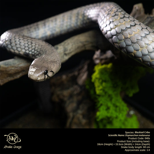 Blacktail Cribo / Central American Indigo Snake/ Drymarchon melanurus Resin Model