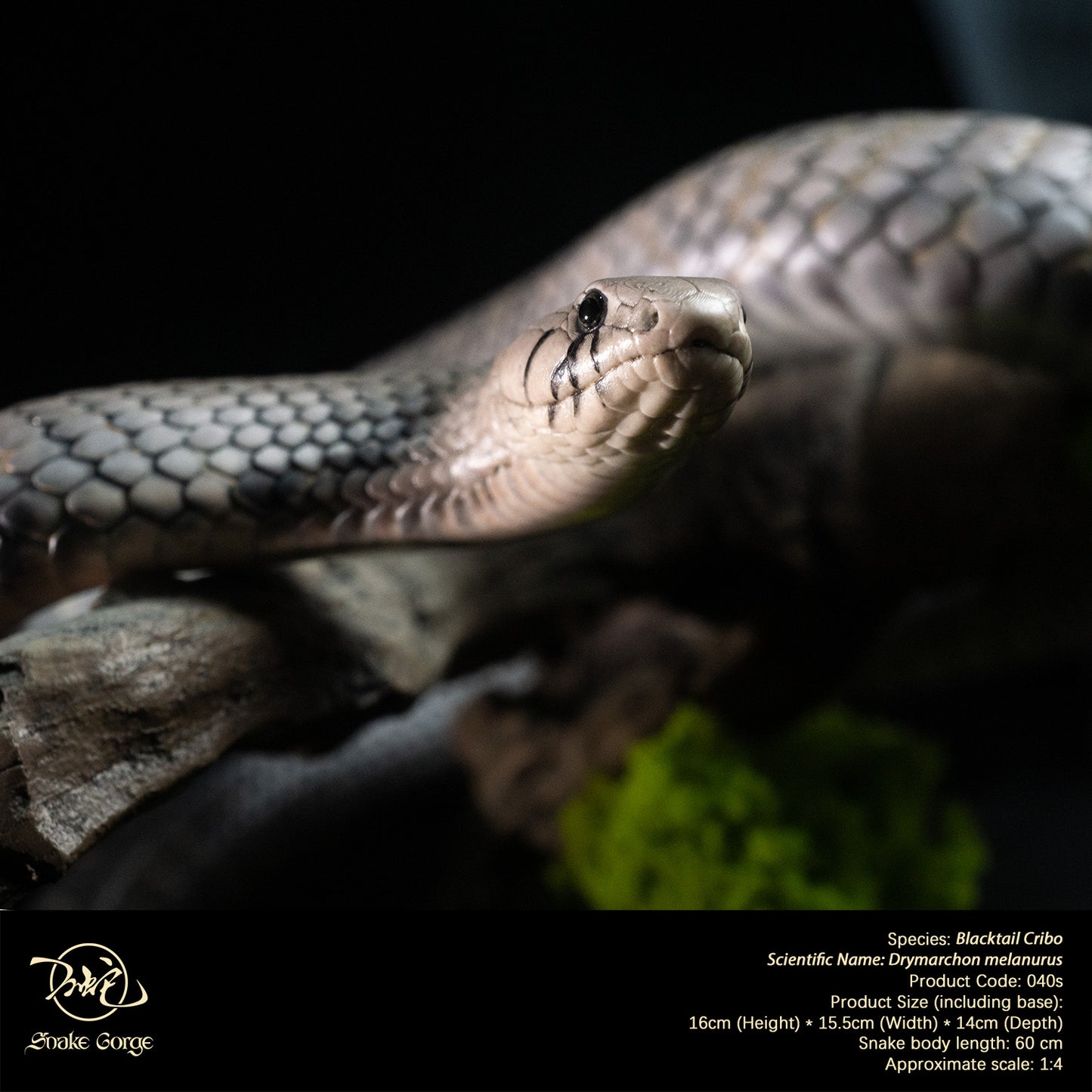 Blacktail Cribo / Central American Indigo Snake/ Drymarchon melanurus Resin Model