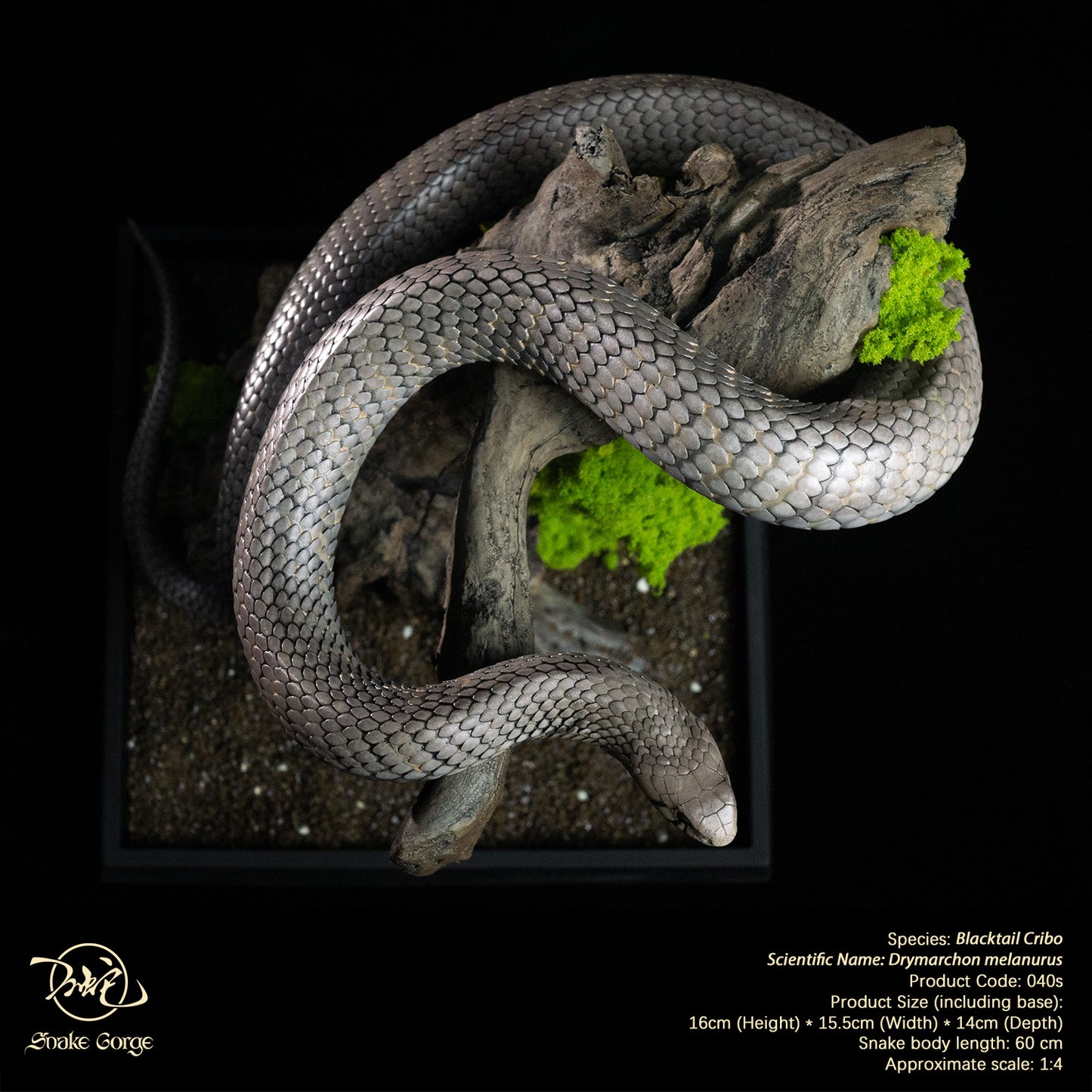 Blacktail Cribo / Central American Indigo Snake/ Drymarchon melanurus Resin Model
