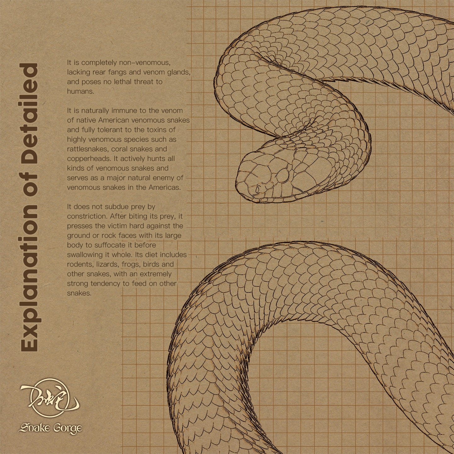 Blacktail Cribo / Central American Indigo Snake/ Drymarchon melanurus Resin Model
